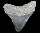 Fossil Megalodon Tooth - Georgia #74197-2